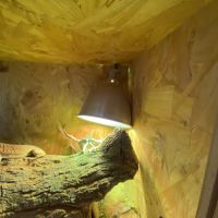 Pogona lampes et terra #4