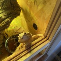 Pogona lampes et terra #5