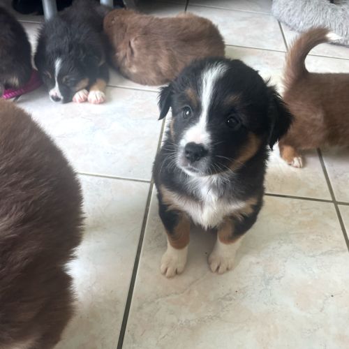 Mignons chiots qui attendent vos câlins #2