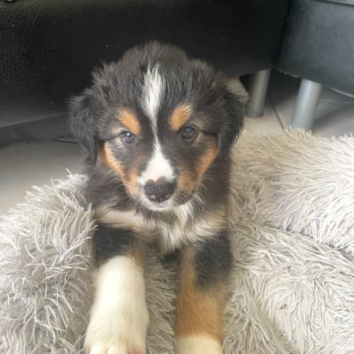 Mignons chiots qui attendent vos câlins #3