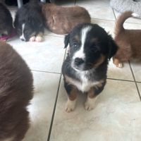 Mignons chiots qui attendent vos câlins #2