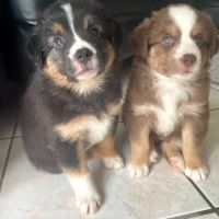 Mignons chiots qui attendent vos câlins