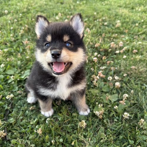 Chiots pomsky #1