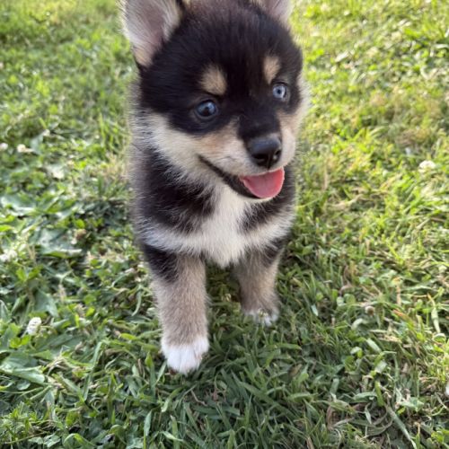 Chiots pomsky #3