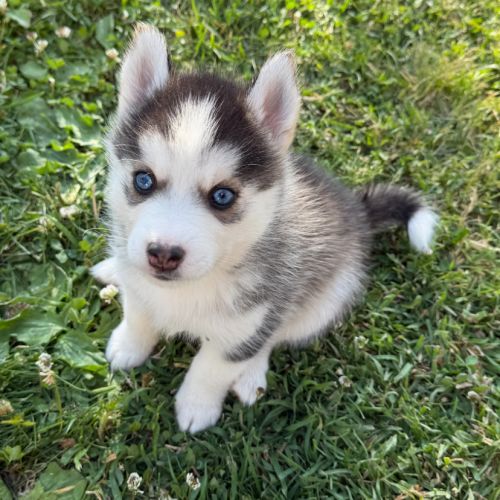 Chiots pomsky
