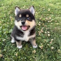 Chiots pomsky #1