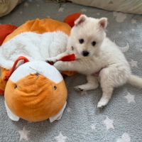Chiots pomsky #2
