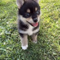 Chiots pomsky #3