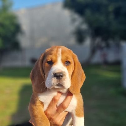 Beagle lof #0