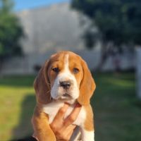 Beagle lof