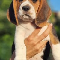 Beagle lof #3