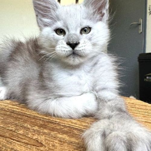 Chatons maine coon #1