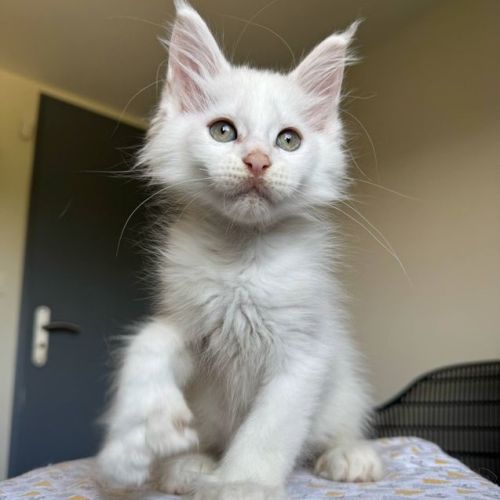 Chatons maine coon #3