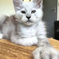 Chatons maine coon #1