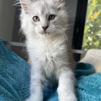 Chatons maine coon #2