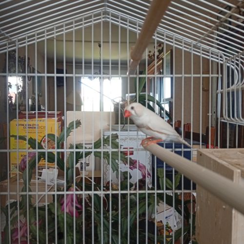 Mandarins gold et mandarins communs #0