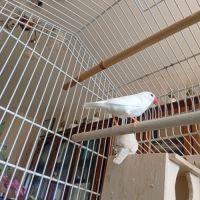 Mandarins gold et mandarins communs #1