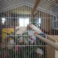 Mandarins gold et mandarins communs