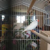 Mandarins gold et mandarins communs #3