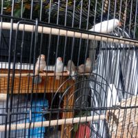 Mandarins gold et mandarins communs #4