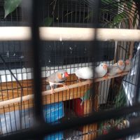 Mandarins gold et mandarins communs #5