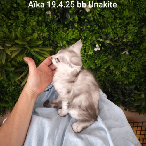 Chaton black sylver shaded #2