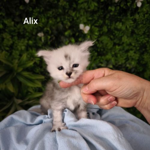 Chaton black sylver shaded #4