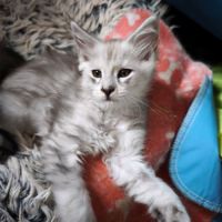 Chaton black sylver shaded