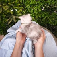 Chaton black sylver shaded #3