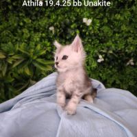 Chaton black sylver shaded #5