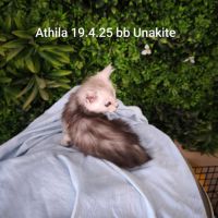 Chaton black sylver shaded #6