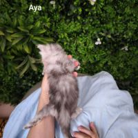 Chaton black sylver shaded #7