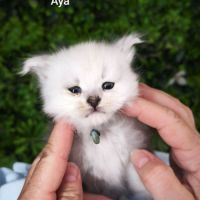 Chaton black sylver shaded #8