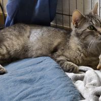 Amazone- maman courage devenue indépendante #1