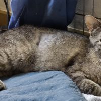 Amazone- maman courage devenue indépendante #2