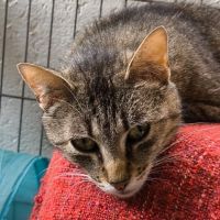 Amazone- maman courage devenue indépendante #0