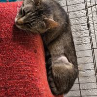 Amazone- maman courage devenue indépendante #4