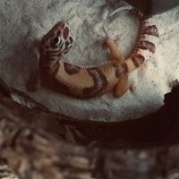 Gecko léopard