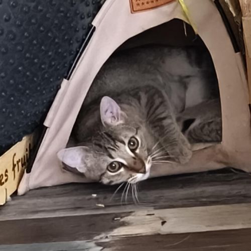 André - junior indépendant #1