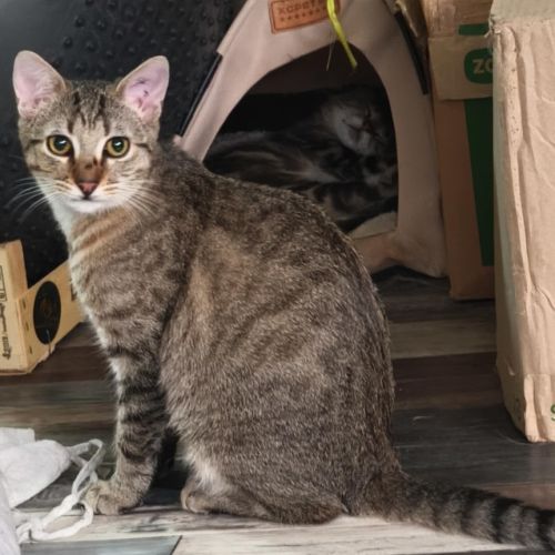 André - junior indépendant