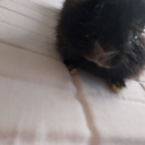 Vend lapine extra nain âgé de 1 ans et demi #3