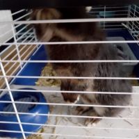 Vend lapine extra nain âgé de 1 ans et demi #1