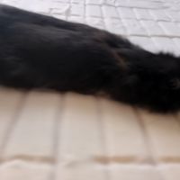 Vend lapine extra nain âgé de 1 ans et demi