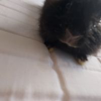 Vend lapine extra nain âgé de 1 ans et demi #3