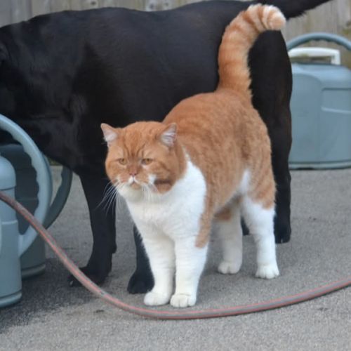 Chatons british shorthair loof #2