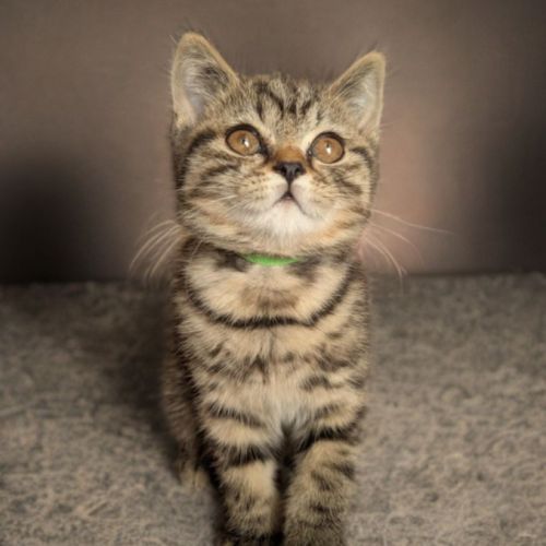 Chatons british shorthair loof #4