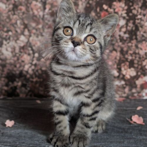 Chatons british shorthair loof #5