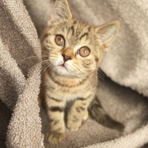 Chatons british shorthair loof #6