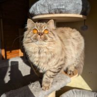 Chatons british shorthair loof #1