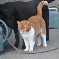 Chatons british shorthair loof #2